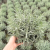 Lavender int. 'Grosso' - 5 Litre