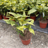 Aucuba jap. 'Gold King' - 5 Litre