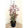 Photinia fras. 'Louise' - 10 Litre
