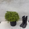 Pittosporum ten. 'Midget' - 15 Litre