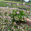 Geranium can. 'Biokovo' - 2 Litre