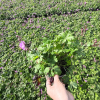 Geranium can. 'Karmina' - 2 Litre