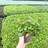 Geranium can. 'Cambridge' - 2 Litre