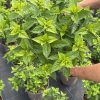 Hydrangea pan. ‘’Little Lime” - 10 Litre