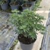 Choisya tern. 'Green Fingers' - 5 Litre
