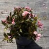 Weigela flor. 'Pink Poppet' - 5 Litre