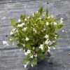 Weigela flor. 'Snowflake' - 5 Litre