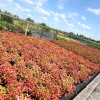 Nandina dom. 'Blush Pink' - 10 Litre
