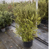 Pittosporum ten. 'Cratus' - 25 Litre