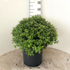 Pittosporum ten. 'Golf Ball' - 15 Litre