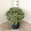 Pittosporum ten. 'Silver Ball' - 15 Litre