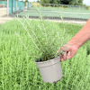 Rosmarinus officinalis - 2 Litre