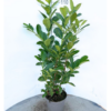 Prunus lauro. Rotundifolia - 5 Litre