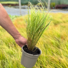 Stipa ten. 'Arundinacea' - 2 Litre
