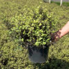 Pittosporum ten. 'Tom Thumb' - 7.5 Litre
