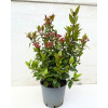 Viburnum tinus - 15 Litre