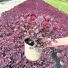Cotinus cog. 'Lilla' - 5 Litre