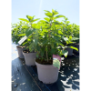 Hydrangea pan. 'Limelight' - 10 Litre