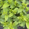 Hydrangea pan. ‘’Skyfall” - 10 Litre