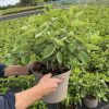Hydrangea pan. ‘’Grandiflora” - 10 Litre