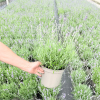 Lavender ang. 'Blue Essence' - 5 Litre