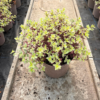 Pittosporum ten. 'Bannow Bay' - 5 Litre