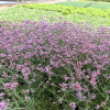 Iberis semp. 'Pink Ice' - 2 Litre