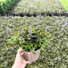 Ajuga ten. 'Chocolate Chips' - 2 Litre