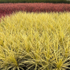 Cordyline aust. 'Lime Passion' - 5 Litre