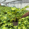 Fatsia jap. 'Variegata' - 5 Litre