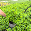 Hydrangea pan. ‘Skyfall' - 5 Litre