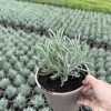 Lavender x. intermedia 'Vera' - 2 Litre