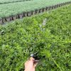 Ceanothus thy. repens - 2 Litre