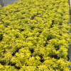 Choisya tern. 'Gold Fingers' - 2 Litre