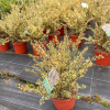 Myrtus Communis 'Glanleam' - 5 Litre