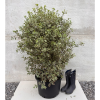 Pittosporum ten. 'Elizabeth' - 40 Litre