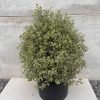 Pittosporum ten. 'Variegata' - 40 Litre