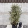 Pittosporum ten. 'Victoria' - 40 Litre