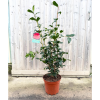 Camellia jap. 'Ace of Hearts' P - 7.5 Litre