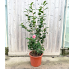 Camellia jap. 'Black Diamond' P - 15 Litre