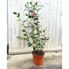 Camellia jap. 'Blood of China' R - 7.5 Litre
