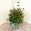 Nandina dom. 'Gulf Stream' - 10 Litre