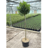 Prunus lusit. 'Brenelia' Std 120cm 25 Litre
