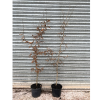 Carpinus betulus 5 Litre