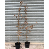 Carpinus betulus 7.5 Litre