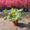 Taxus baccata - 10 Litre
