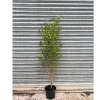 Ligustrum ovalifolium 5 Litre