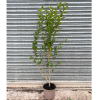 Ligustrum ovalifolium 7.5 Litre