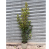 Prunus lusit. Brenelia 15 Litre