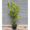 Prunus lauro. Rotundifolia 25 Litre